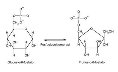 Glicolisi La strutta esagonale caratteristica del glucosio viene isomerizzata in quella pentagonale del fruttosio