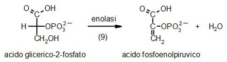L'enzima enolasi catalizza la rimozione reversibile di una molecola d'acqua 