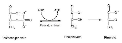 glicolisi Dalla reazione è possibile osservare la produzione di un composto intermedio, l'enolpiruvato, che, data la sua instabilità, viene convertito velocemente in piruvato. 
