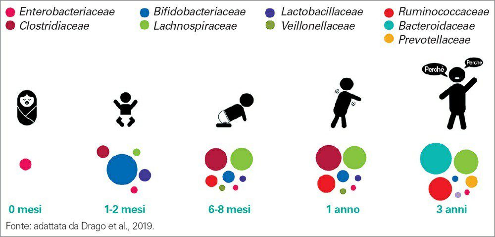 La composizione del microbiota infantile comporta una serie di modifiche nei primi 3 anni di vita