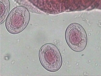 Uova embrionate di H. nana