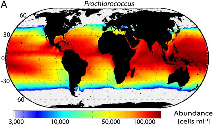 Distribuzione Prochlorococcus