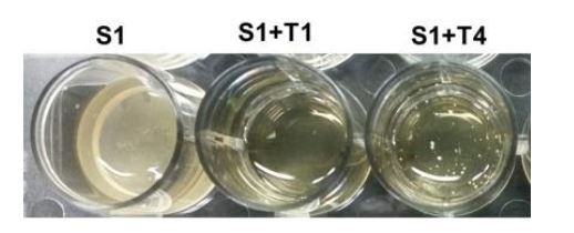 nelle colture BHI con saccarosio e D-Tagatosio (in concentrazione variabile, 1% o 4%, rispettivamente T1 e T4) la formazione del biofilm risulta notevolmente ridotta rispetto a quella osservata nel semplice BHI con saccarosio (S1).