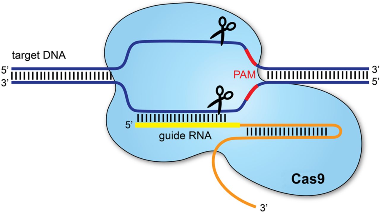 Jennifer Doudna, Un Nobel Per Le Forbici Molecolari CRISPR-Cas9