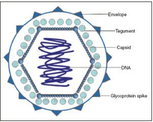 Struttura dei virus appartenenti alla famiglia degli Herpesviridae