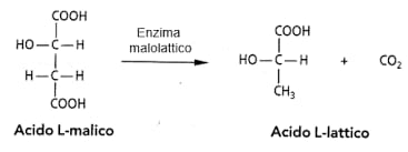 fermentazione malolattica