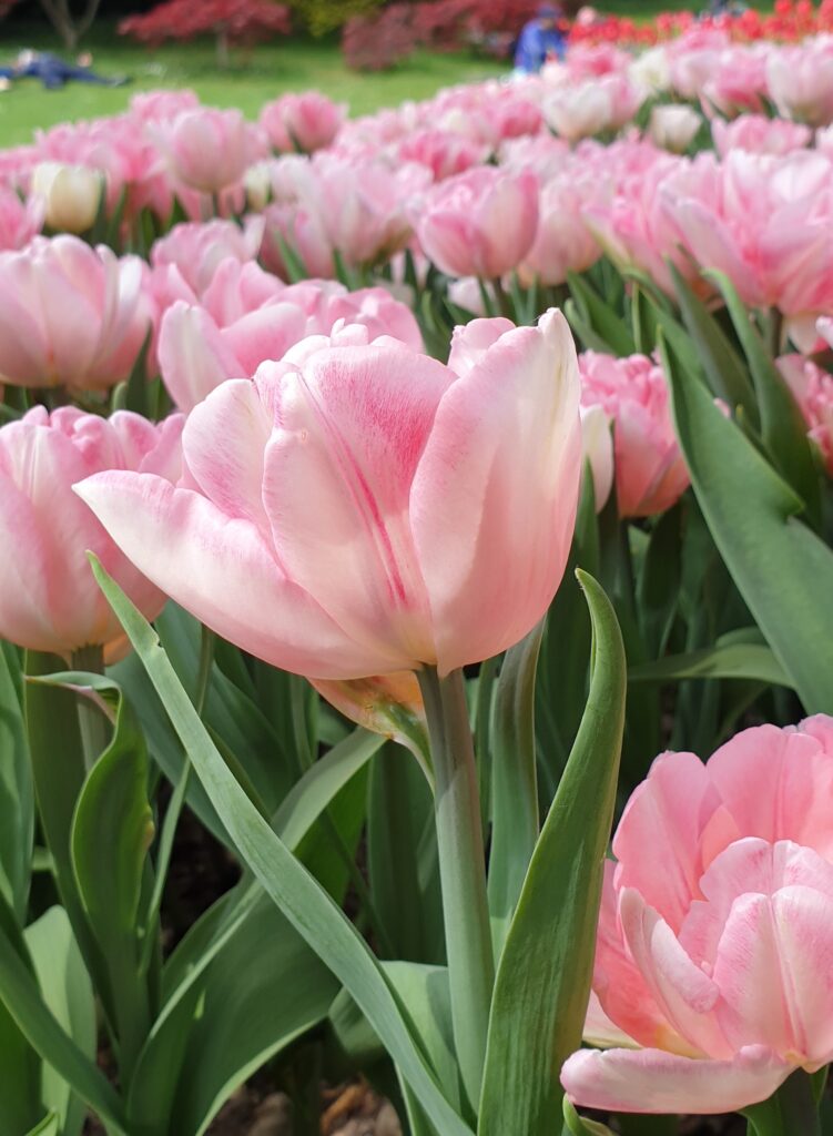 Figura 2: Tulipani rosa su cui si notano leggere sfumature sintomi di TBV [Photo: Dottoressa Beatrice Cavenago].