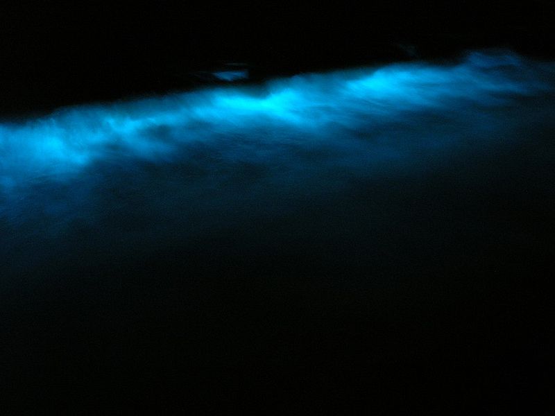 Bioluminescenza marina