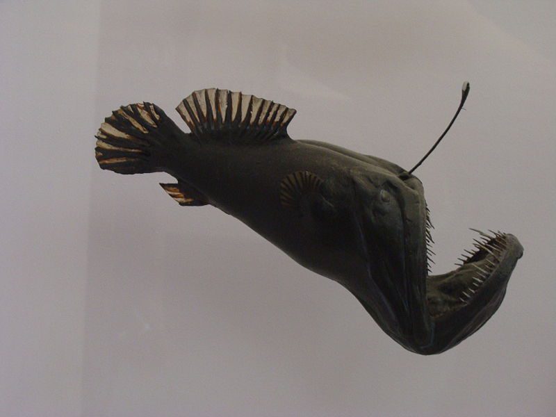 Melanoceto imbalsamato Museo Londra