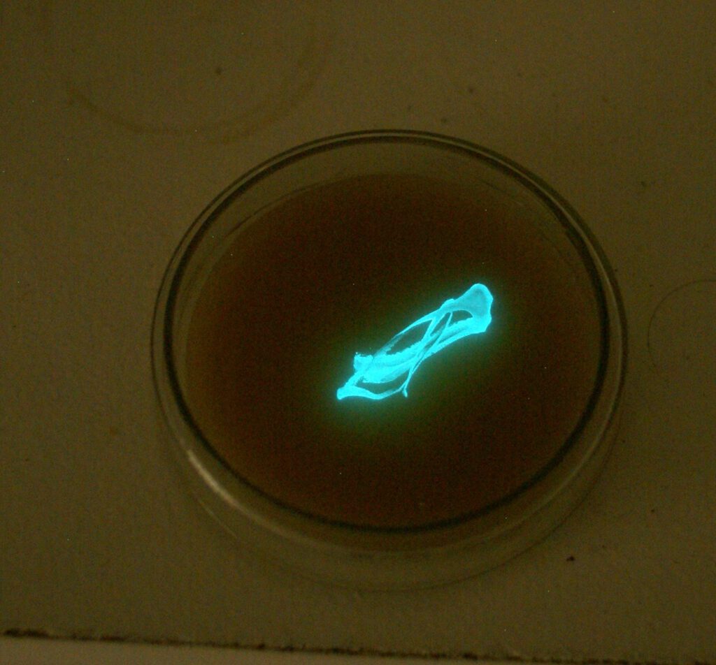 Batteri bioluminescenti. Bioluminescenza