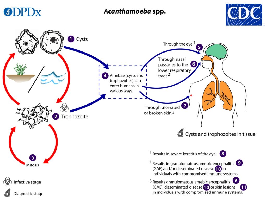 Ciclo vitale delle amebe del genere Acanthamoeba