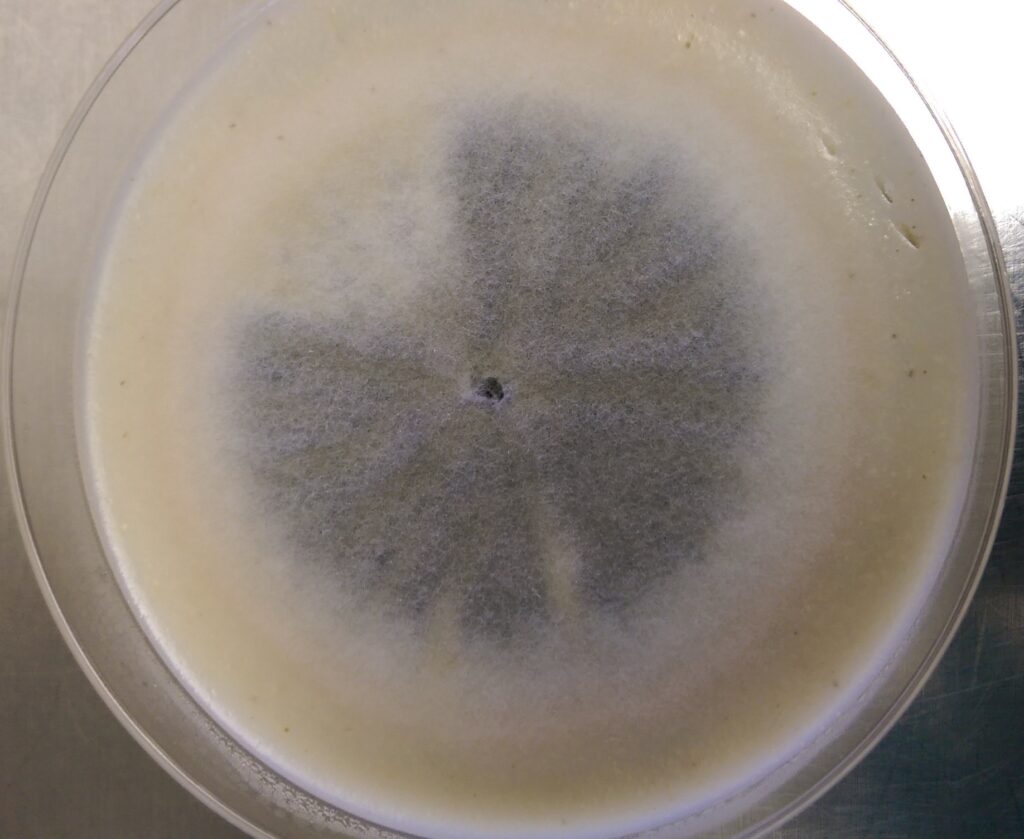 Colonia Colletotrichum lindemuthianum su oat meal agar