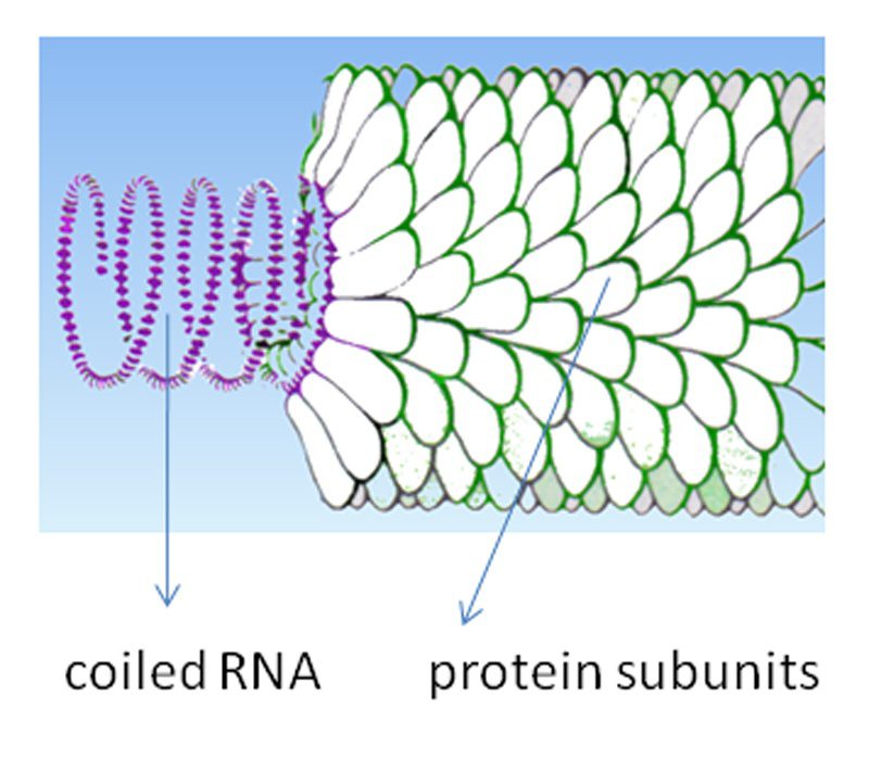 Struttura del TMV, composto da un involucro proteico che contiene RNA.