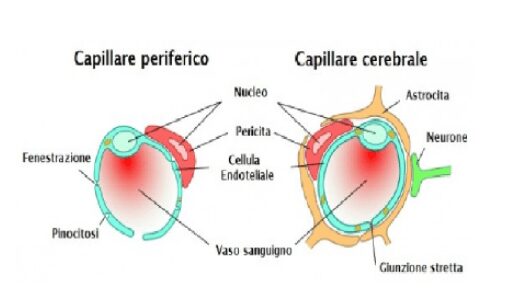giunzione capillare barriera emato-encefalica