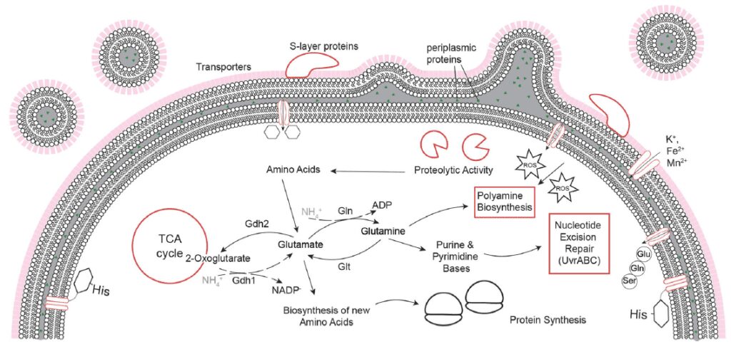  D. radiodurans accumula trasportatori e mostra una maggiore abbondanza di proteasi, proteine di riparazione dell'escissione dei nucleotidi e una maggiore biosintesi delle poliamine.