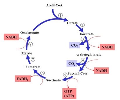 Immagine rappresentate le otto reazioni del ciclo di Krebs.