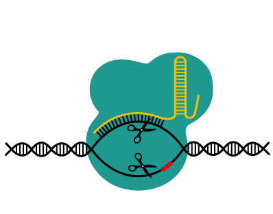 CRISPR-Cas9