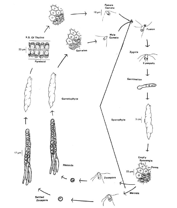 Ciclo aplodiplonte isomorfo