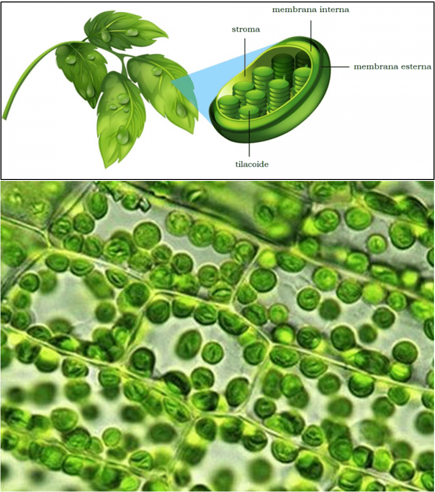 Figura 1 – Rappresentazione schematica dei cloroplasti (sopra) e cellule vegetali al microscopio ottico in cui sono ben evidenti i cloroplasti di colore verde (sotto) implicati nella Fotosintesi