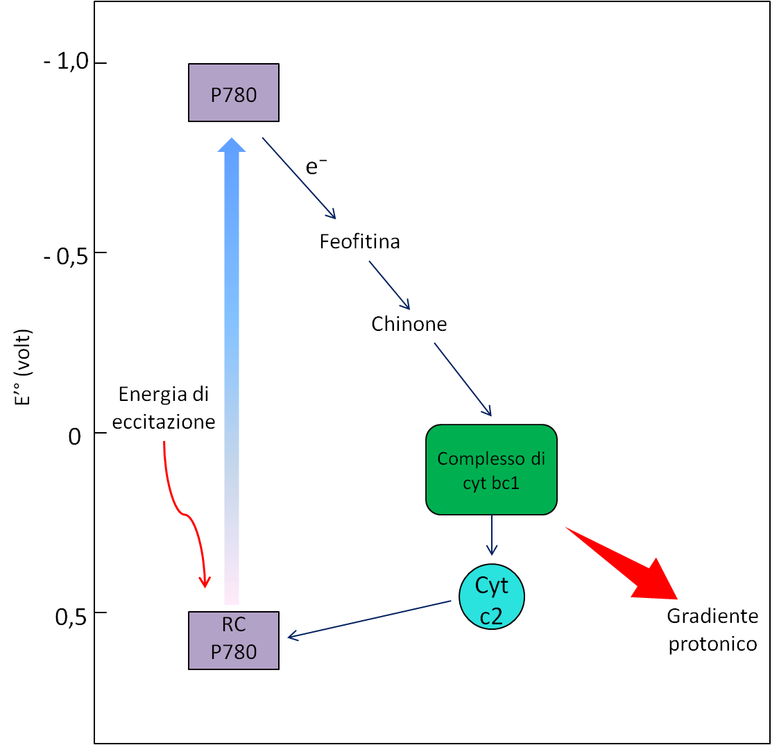 Figura 12 – Raffigurazione generale dell’apparato fotosintetico dei rodobatteri 