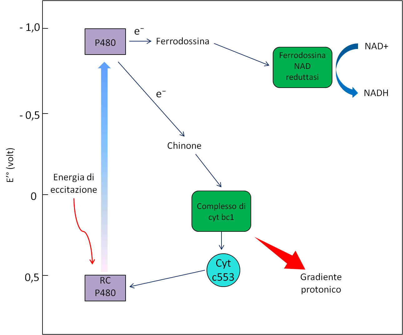 Figura 13 – Rappresentazione sommaria dell’apparato fotosintetico dei solfobatteri verdi 