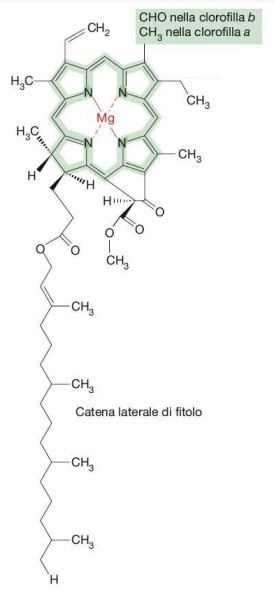 Figura 2 – Struttura della clorofilla con l’anello porfirinico e la catena idrocarburica
