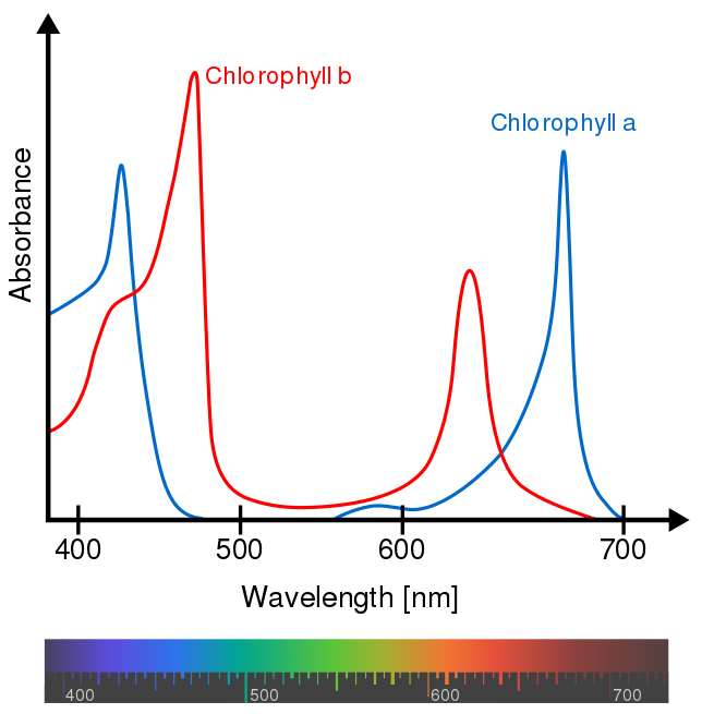 Figura 4 – Spettro di assorbimento delle due clorofilla A e B nella Fotosintesi