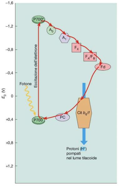 Figura 8 – Raffigurazione schematizzata del flusso ciclico degli elettroni in cui la ferrodossina (Fd) dona gli elettroni al citocromo bf, permettendo il ritorno degli elettroni al P700 mediante la plastocianina (PC)  nel complesso della Fotosintesi