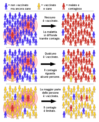 Rappresentazione della diffusione di una malattia infettiva in una comunità. Nel primo riquadro i pochi individui (in rosso) sono infetti e i restanti (in blu) sono in salute ma non immuni: la trasmissione avviene rapidamente in tutto il gruppo. Il riquadro intermedio mostra un numero ridotto di individui immuni (in giallo): quest'ultimi non si infettano, mentre i non immuni tendono a infettarsi in larga maggioranza. Nel riquadro inferiore, una larga parte del gruppo sono immuni: la presenza di quest'ultimi impedisce la diffusione della malattia anche tra gli individui non immuni.