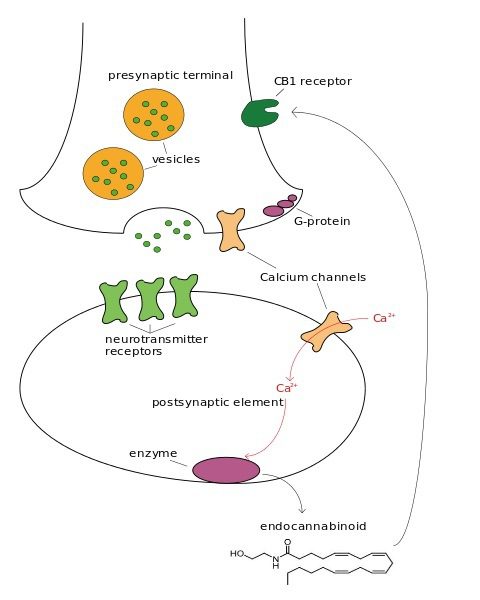 rappresentazione schematica dell'azione del sistema dei cannabinoidi endogeni