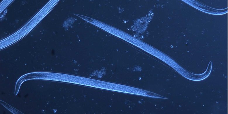 Figura 1 – S. carpocapsae al microscopio ottico