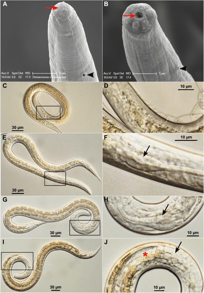 Figura 3 – Cambiamenti morfologici dello S. carpocapsae. A) e B) Testa del nematode al microscopio elettronico a scansione in cui l’apertura orale è indicata da una freccia rossa, l’orifizio anale da una punta di freccia nera; nella prima foto la bocca è sigillata (stadio IJ), nella seconda è aperta (stadio attivo). C) e D) Larva IJ al microscopio ottico e ingrandimento della regione presente nel riquadro. E) e F) Nematode parzialmente attivato e ingrandimento dell’area nel riquadro, che mostra il bulbo faringeo moderatamente espanso (freccia nera). G) e H) Nematode pienamente attivato e ampliamento della zona nel riquadro dove è indicato il bulbo faringeo maggiormente espanso (freccia nera). I) e J) Nematode attivato e allargamento della zona nel riquadro in cui si nota l’intestino completamente aperto (asterisco rosso) 