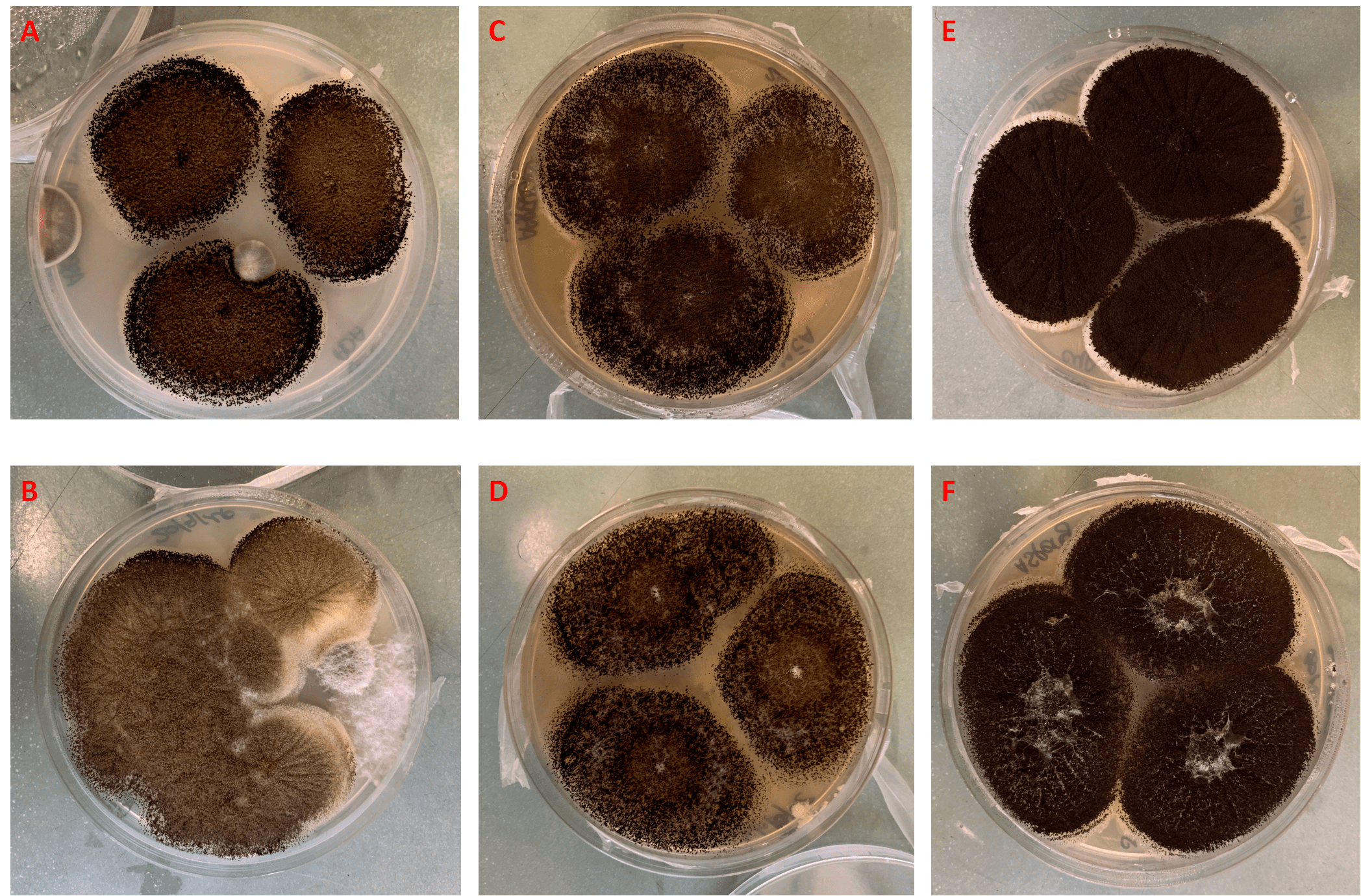 Figura 4 – Colonie di A. niger su PDA (A e B), MEA (C e D) e CYA (E e F) 