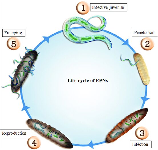 Figura 6 – Ciclo biologico dei nematodi entomopatogeni