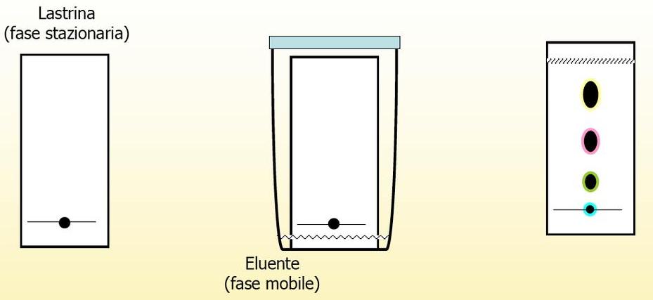 Figura 6 – Raffigurazione della cromatografia su strato sottile in cui la fase stazionaria è collocata in uno strato fino di matrice solida, stratificata su una lastra di vetro, plastica o alluminio. La fase mobile passa attraverso quella stazionaria per capillarità in senso verticale