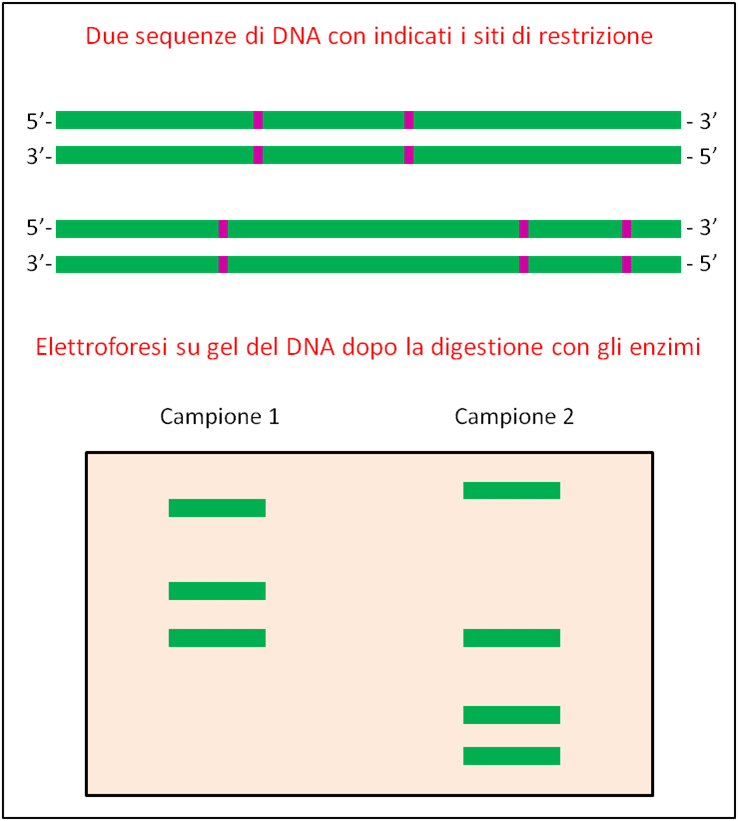 Figura 7 – Raffigurazione schematica della tecnica RFLP 