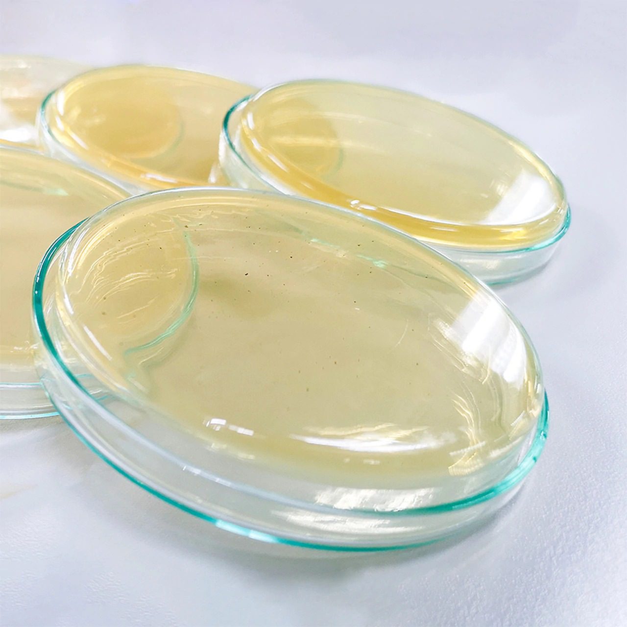 Potato Dextrose Agar – Scheda Del Terreno Di Coltura Per Microbiologia