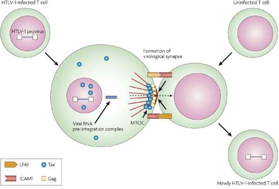 Figura 5 – Raffigurazione della “sinapsi virale” in cui una cellula infetta trasmette il genoma virale a una cellula non infetta [https://docplayer.it/18866636-Retroviridae-sono-probabilmente-il-gruppo-di-virus-piu-studiato-in-biologia-molecolare.html]