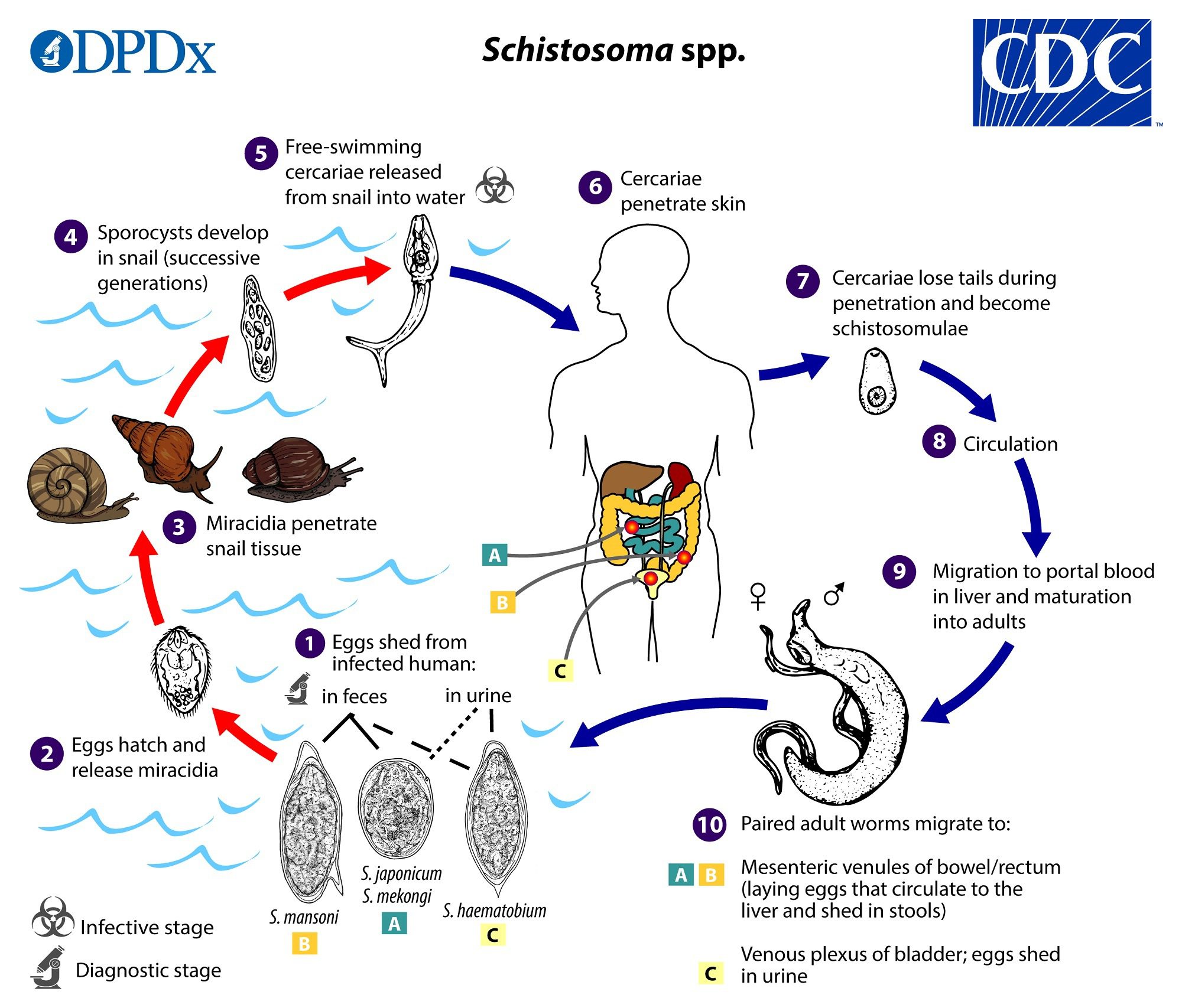 schistosoma-scheda-parassitologica-ed-approfondimenti