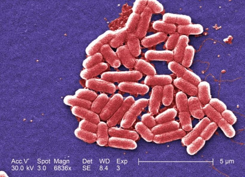 Escherichia coli