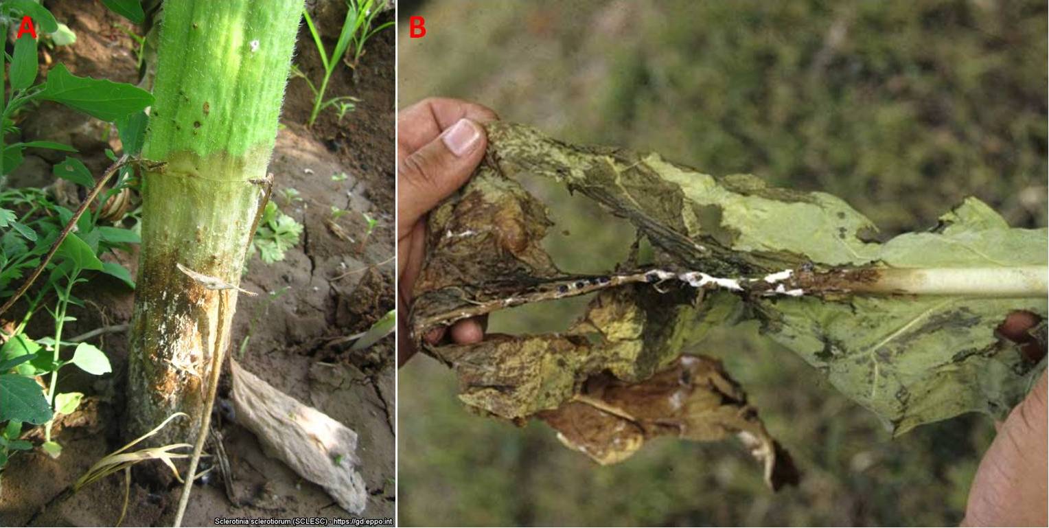 Figura 9 – Comparsa delle lesioni marroni sul gambo del girasole (A) e formazione del micelio sul gambo del tabacco 