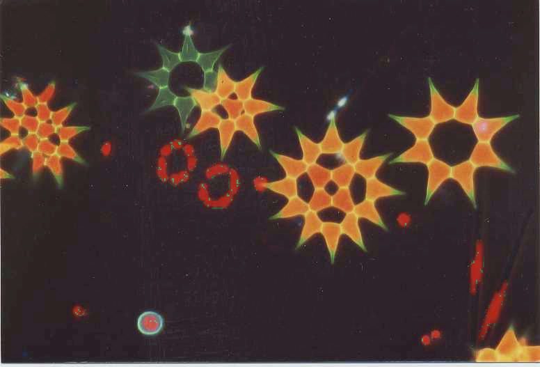 Figura 2 - Pediastrum simplex osservata in epifluorescenza (fonte)