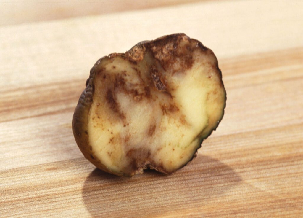 Figura 1: Danni causati da Phytophthora infestans su patata [Photo: commons.wikimedia.org].