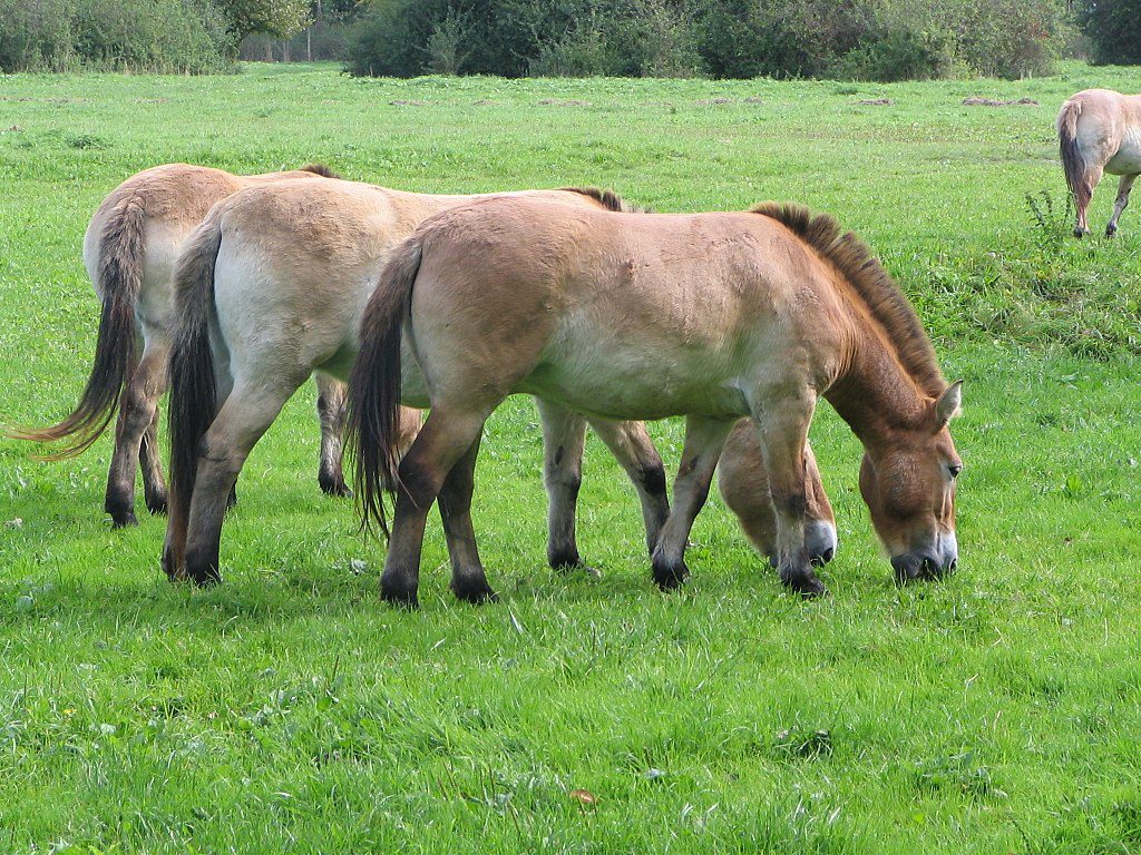 Equus ferus 
