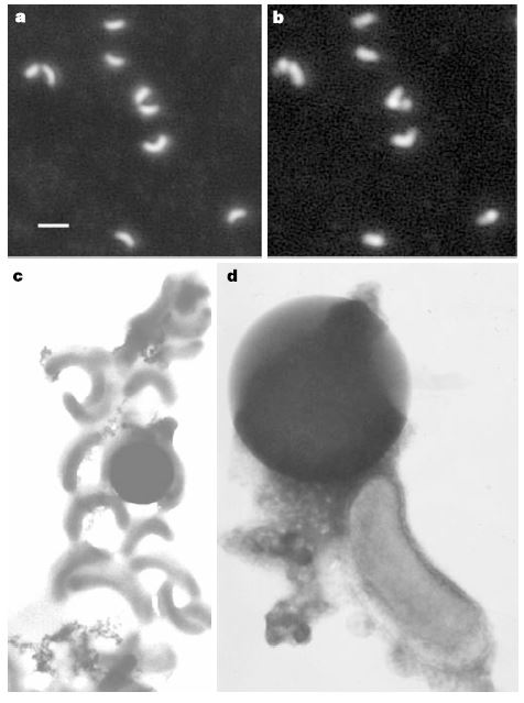 Fotografie al microscopio di P. ubique