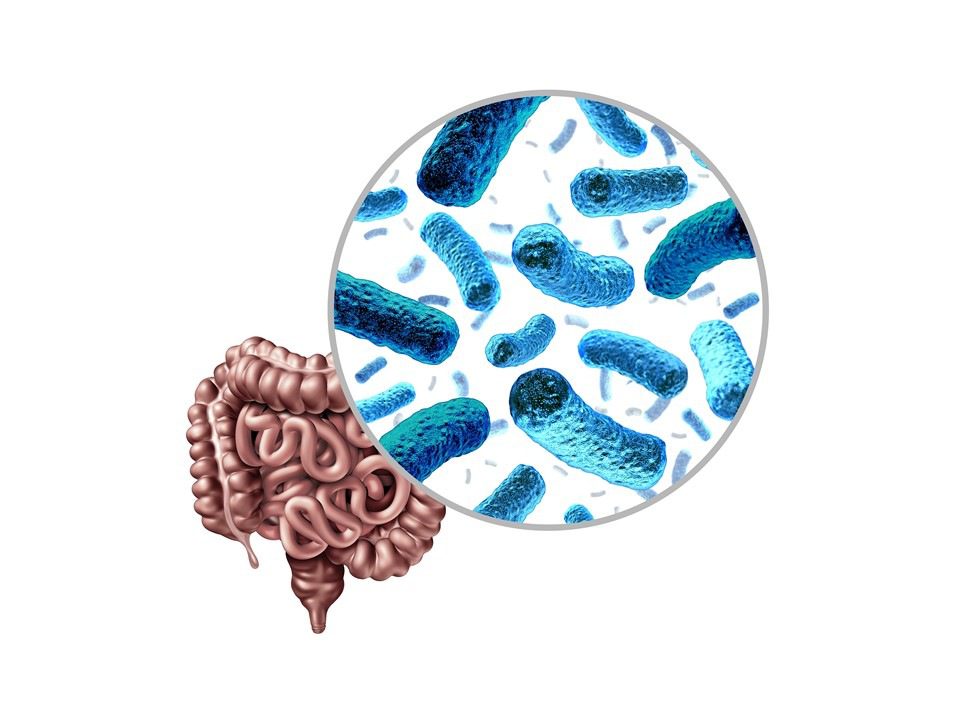 I soggetti che seguono un regime alimentare a componente prevalentemente vegetale si è visto che hanno una prevalenza dell'enterotipo Ruminococcus nel profilo del loro microbiota intestinale. Intestino sano cuore sano