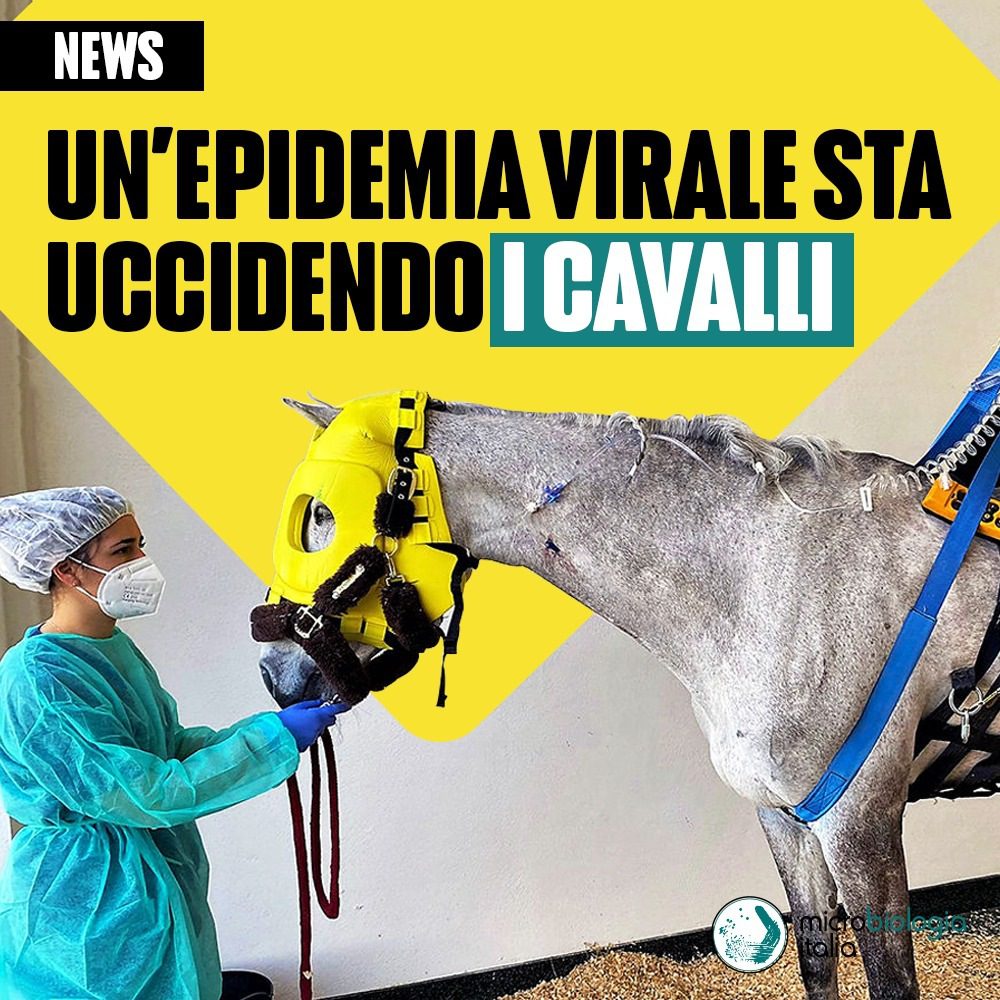 epidemia virale sta uccidendo i cavalli europei 
