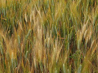 Infezione di Fusarium culmorum in campo 