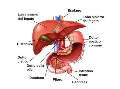 Struttura anatomica del fegato umano. Sono visibili la colecisti e le vie biliari. Una scorretta alimentazione incide negativamente sui delicati meccanismi svolti dall'organo- alimentazione