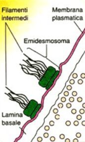 emidesmosomi